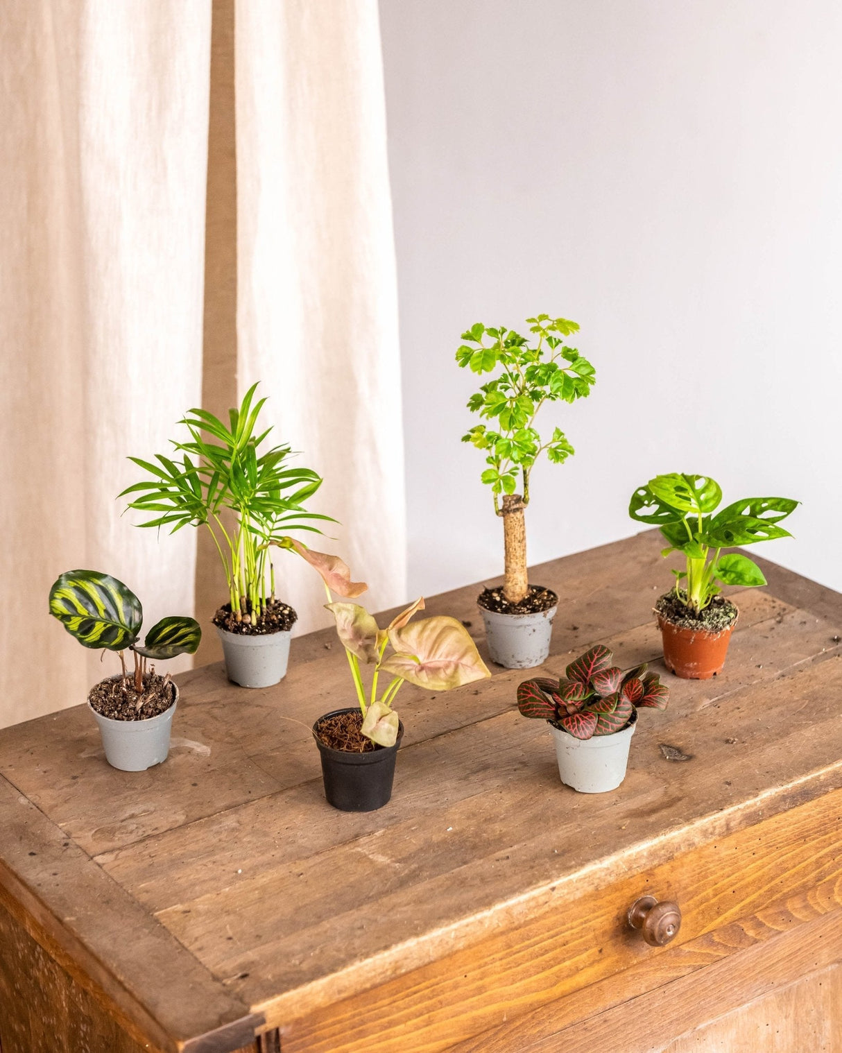 Livraison plante Coffret Perfect plant gift - Trio de Baby plantes