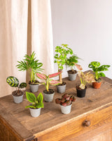 Livraison plante Coffret Perfect plant gift - Trio de Baby plantes
