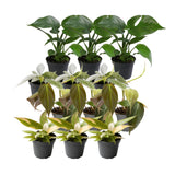 Livraison plante Coffret Philodendron - Lot de 12 plantes