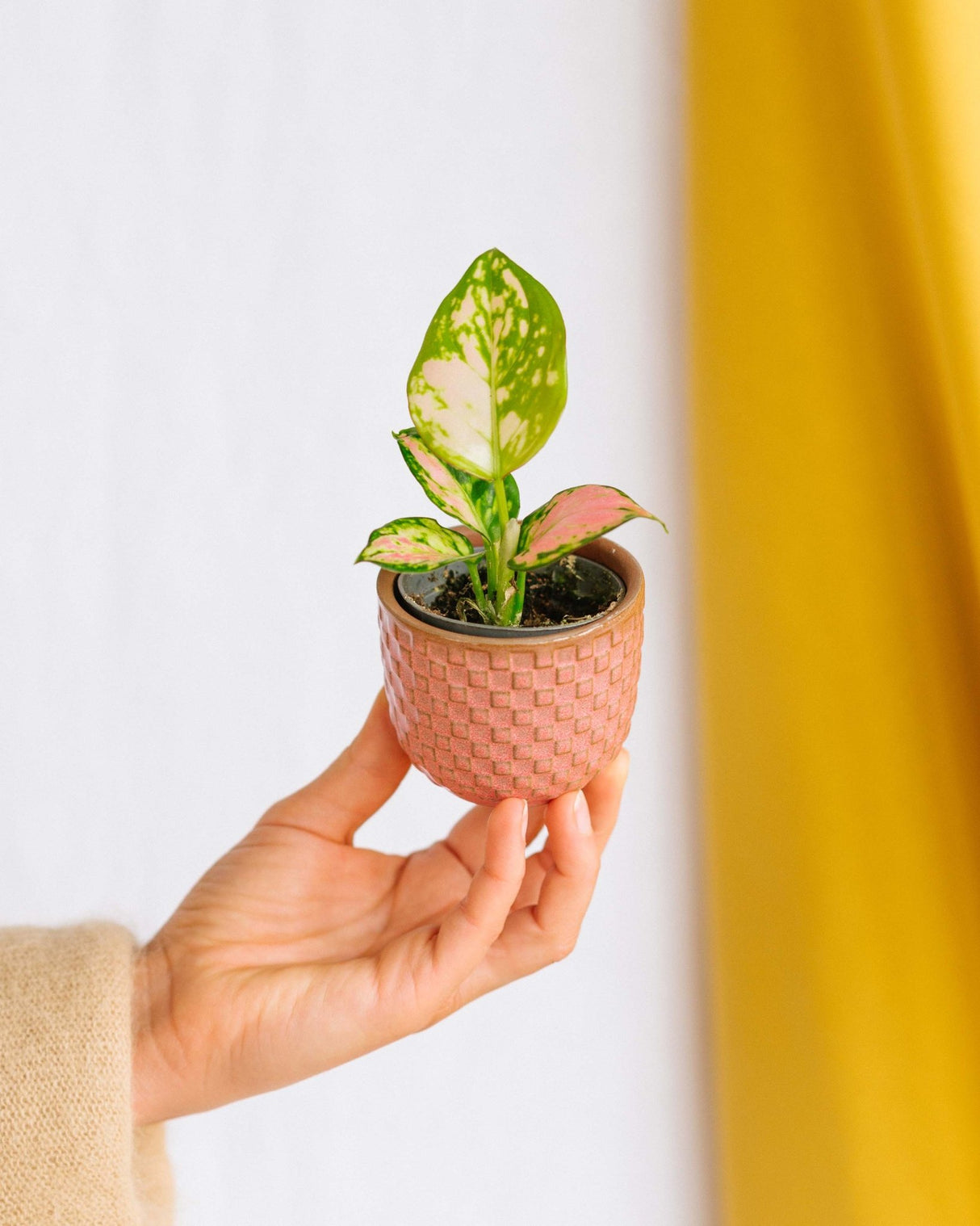 Livraison plante Coffret Pink is the new green - Trio de Baby plantes