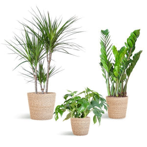 Livraison plante 🌿 Coffret – Plantes pour coins ombragés (x3)