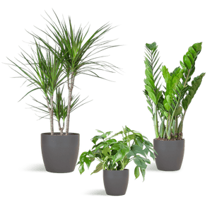 Livraison plante 🌿 Coffret – Plantes pour coins ombragés (x3)