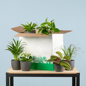 Livraison plante Coffret – Plantes seconde vie