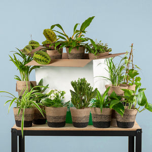 Livraison plante Coffret – Plantes seconde vie