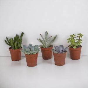 Livraison plante Coffret succulente - Lot de 5 plantes h13cm