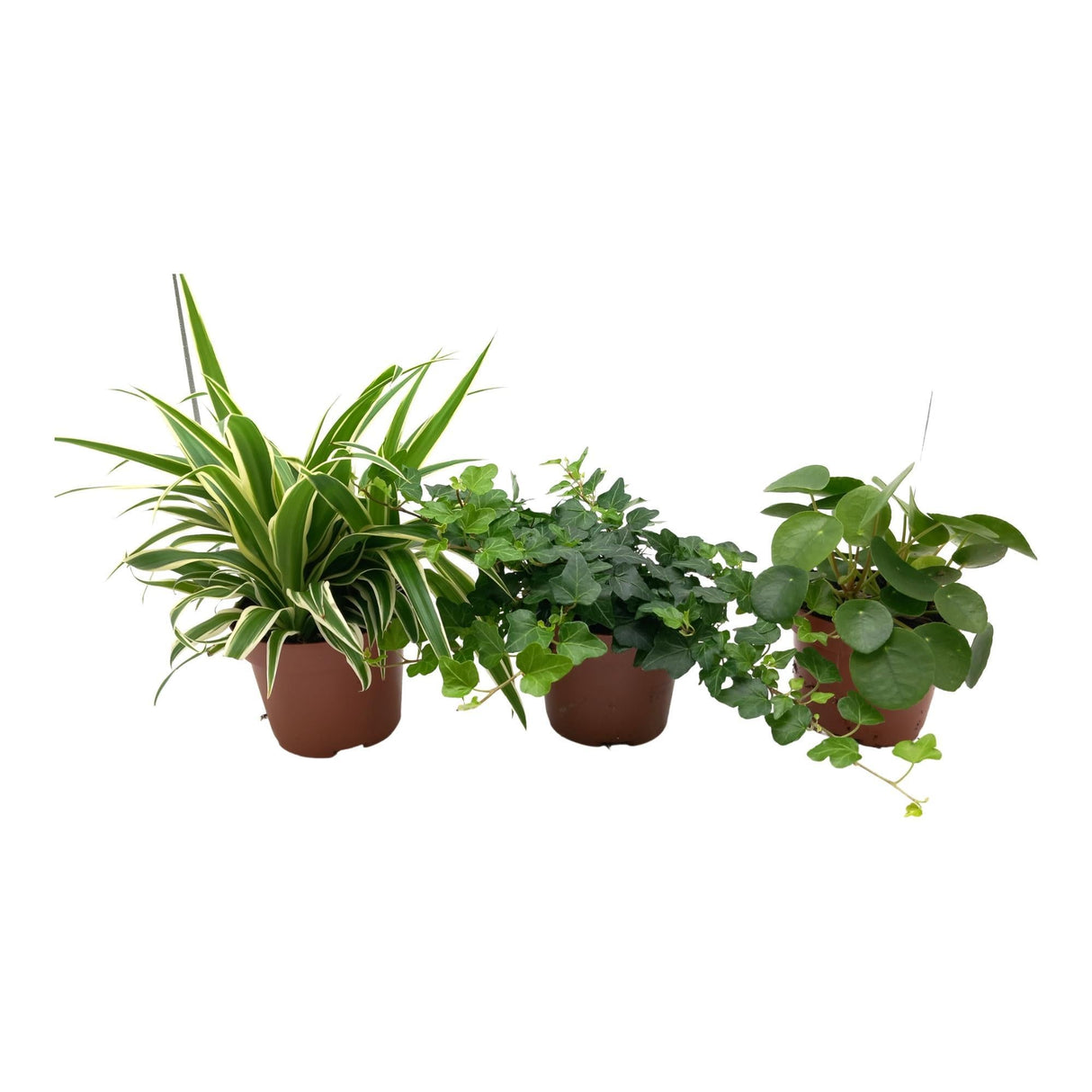 Livraison plante Coffret Trio dépolluant - Ø13cm - h35cm