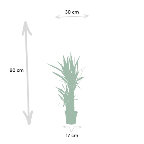 Livraison plante Coffret Yucca - Lot de 2 plantes, h90cm