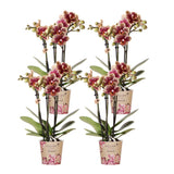 Livraison plante Combi Deal 2 Phalaenopsis Rouge et Jaune - Espagne - Plante Fleurie