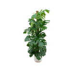 Livraison plante Combi deal - Monstera Pertusum XL inclusief elho Jazz Round wit Ø26 - 150 cm