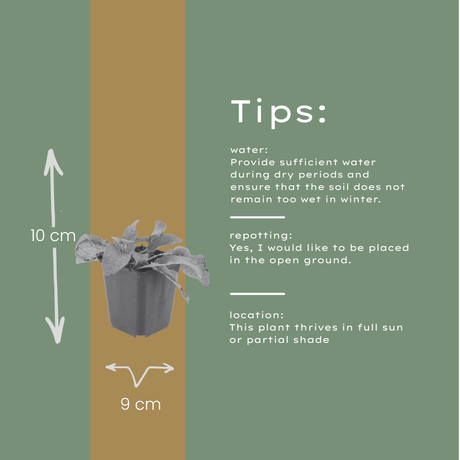 Livraison plante Consoude bleu