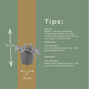 Livraison plante Consoude bleu