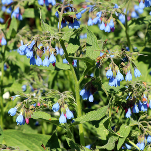 Livraison plante Consoude bleu