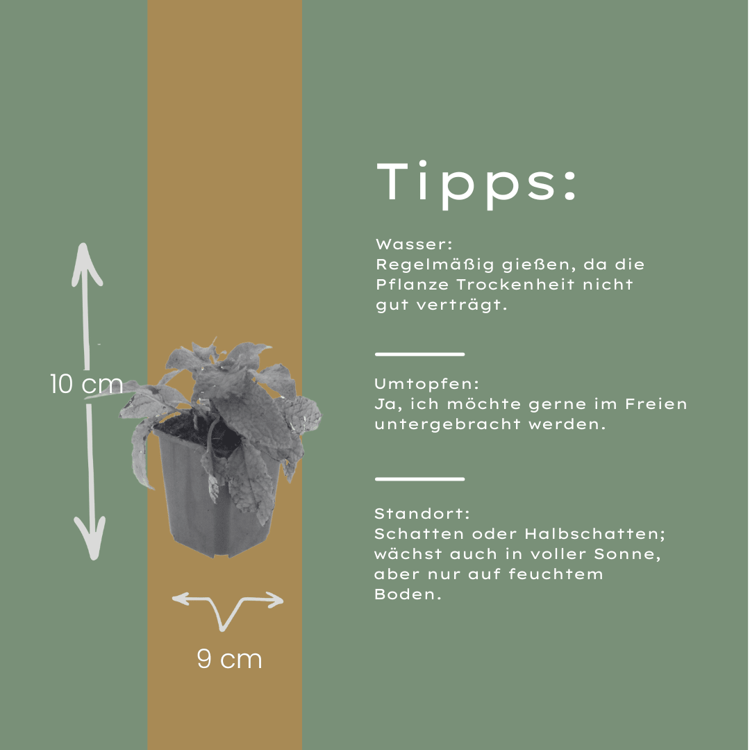 Livraison plante Consoude symphytum