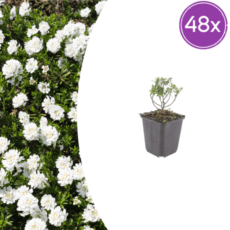 Livraison plante Corbeille d'argent