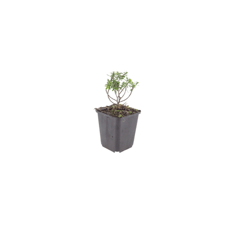 Livraison plante Corbeille d'argent