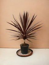 Livraison plante Cordyline Red Star