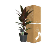 Livraison plante Cordyline 'Rumba'