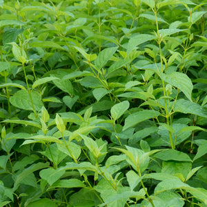 Livraison plante Cornouiller blanc Flaviramea – Pot 17 cm – Hauteur 45 cm