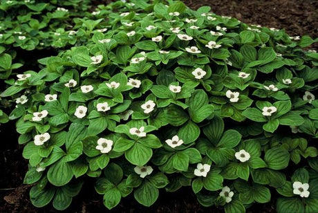 Livraison plante Cornouiller canadien