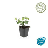 Livraison plante Cornouiller de fortune Darts Blanket