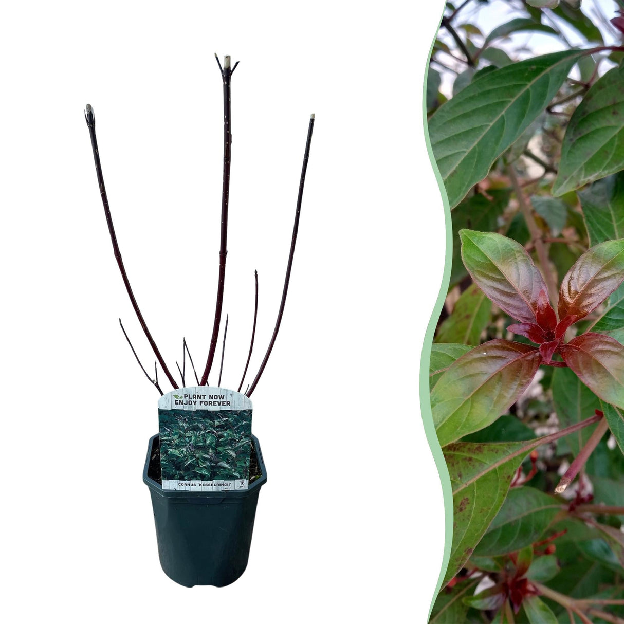 Livraison plante Cornus alba Kesselringii – Pot 17 cm – Hauteur 45 cm
