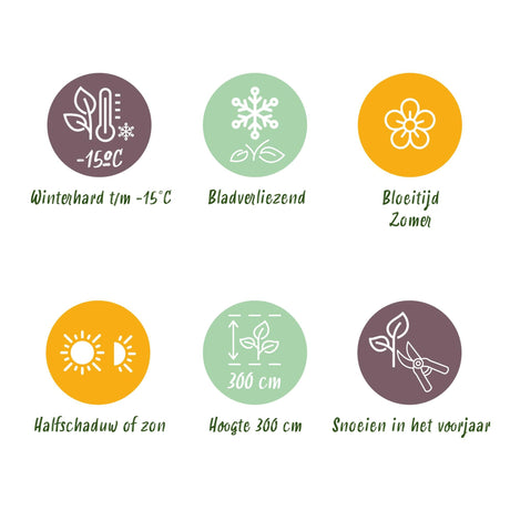 Livraison plante Cotinus coggygria Golden Spirit – Pot 12 cm – Hauteur 35 cm