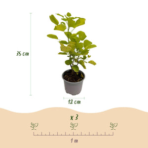 Livraison plante Cotinus coggygria Golden Spirit – Pot 12 cm – Hauteur 35 cm