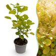 Livraison plante Cotinus coggygria Golden Spirit – Pot 12 cm – Hauteur 35 cm