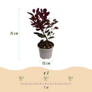 Livraison plante Cotinus coggygria Lilla – Lot de 3 – Pot 12 cm