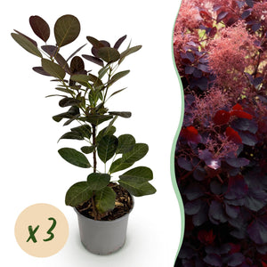 Livraison plante Cotinus coggygria Royal Purple – Lot de 3 – Pot 12 cm
