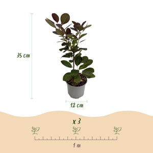 Livraison plante Cotinus coggygria Royal Purple – Lot de 3 – Pot 12 cm