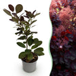 Livraison plante Cotinus coggygria Royal Purple – Pot 12 cm – Hauteur 35 cm