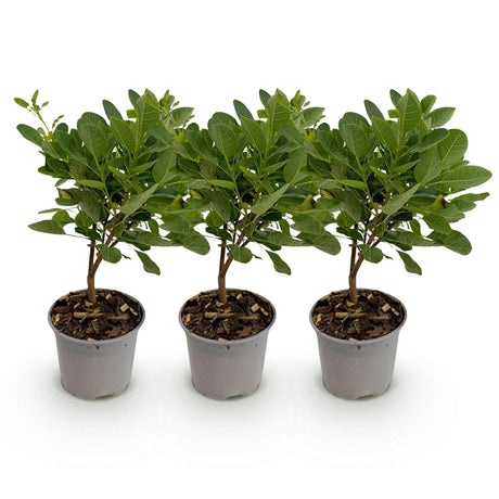 Livraison plante Cotinus coggygria Young Lady – Lot de 3 – Pot 12 cm