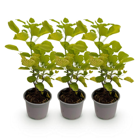 Livraison plante Cotinus coggyria Golden Spirit – Lot de 3 – Pot 12 cm