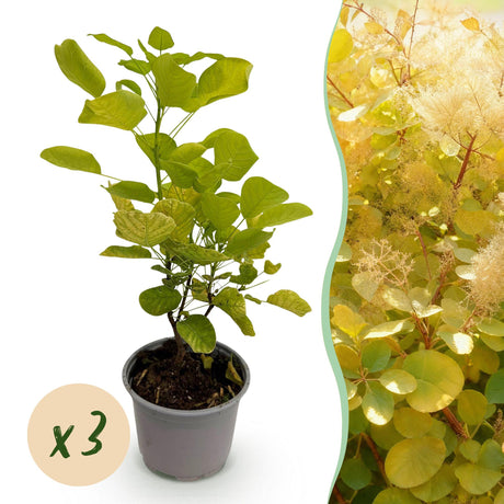 Livraison plante Cotinus coggyria Golden Spirit – Lot de 3 – Pot 12 cm