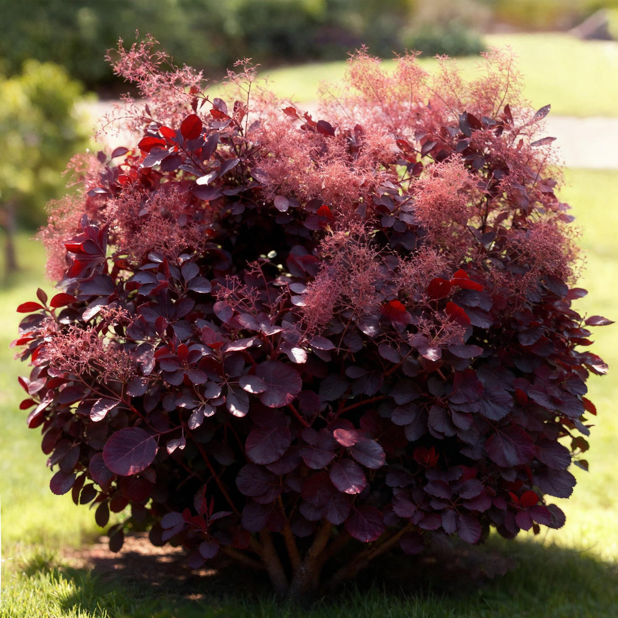 Livraison plante Cotinus coggyria Lilla – Lot de 1 – Pot 12 cm – Hauteur 35 cm
