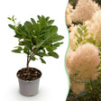 Livraison plante Cotinus coggyria Young Lady – Pot 12 cm – Hauteur 35 cm
