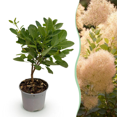 Livraison plante Cotinus coggyria Young Lady – Pot 12 cm – Hauteur 35 cm