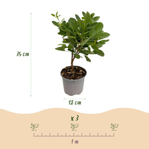 Livraison plante Cotinus coggyria Young Lady – Pot 12 cm – Hauteur 35 cm