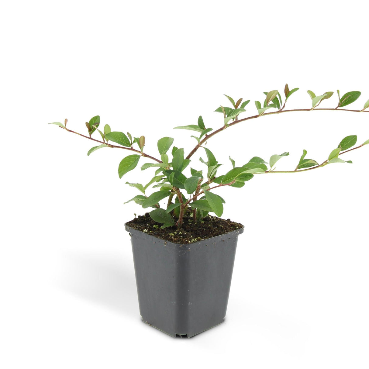 Livraison plante Cotoneaster dammeri - Lot de 6