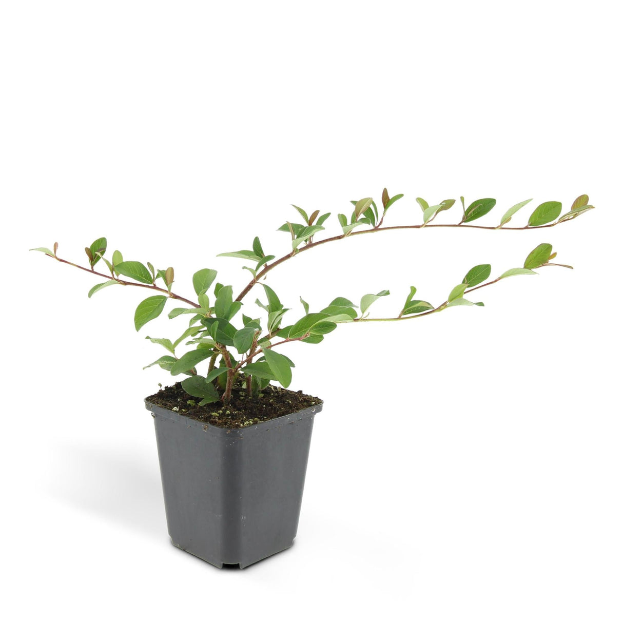 Livraison plante Cotoneaster dammeri Major