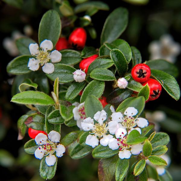 Livraison plante Cotonéaster de Dammer