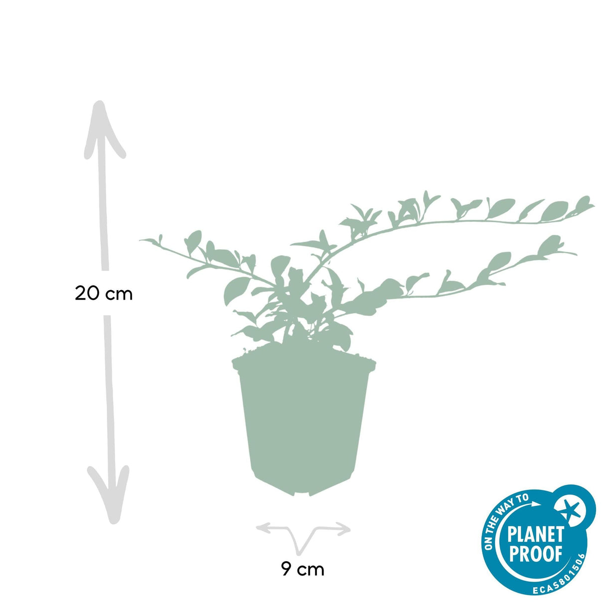 Livraison plante Cotonéaster de Dammer 40xh20cm d9cm
