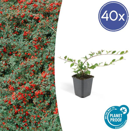 Livraison plante Cotonéaster de Dammer