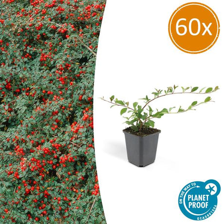 Livraison plante Cotonéaster de Dammer