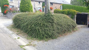 Livraison plante Cotonéaster de Dammer 'Coral Beauty'