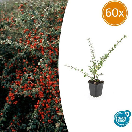 Livraison plante Cotonéaster de Dammer 'Coral Beauty'