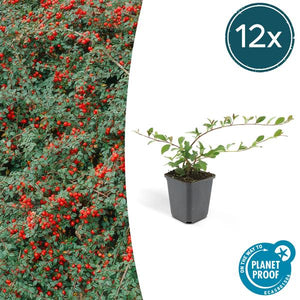 Livraison plante Cotonéaster de Dammer 'Major'