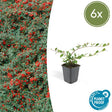 Livraison plante Cotonéaster de Dammer 'Major'