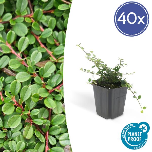 Livraison plante Cotonéaster de Dammer 'Streib's Findling'